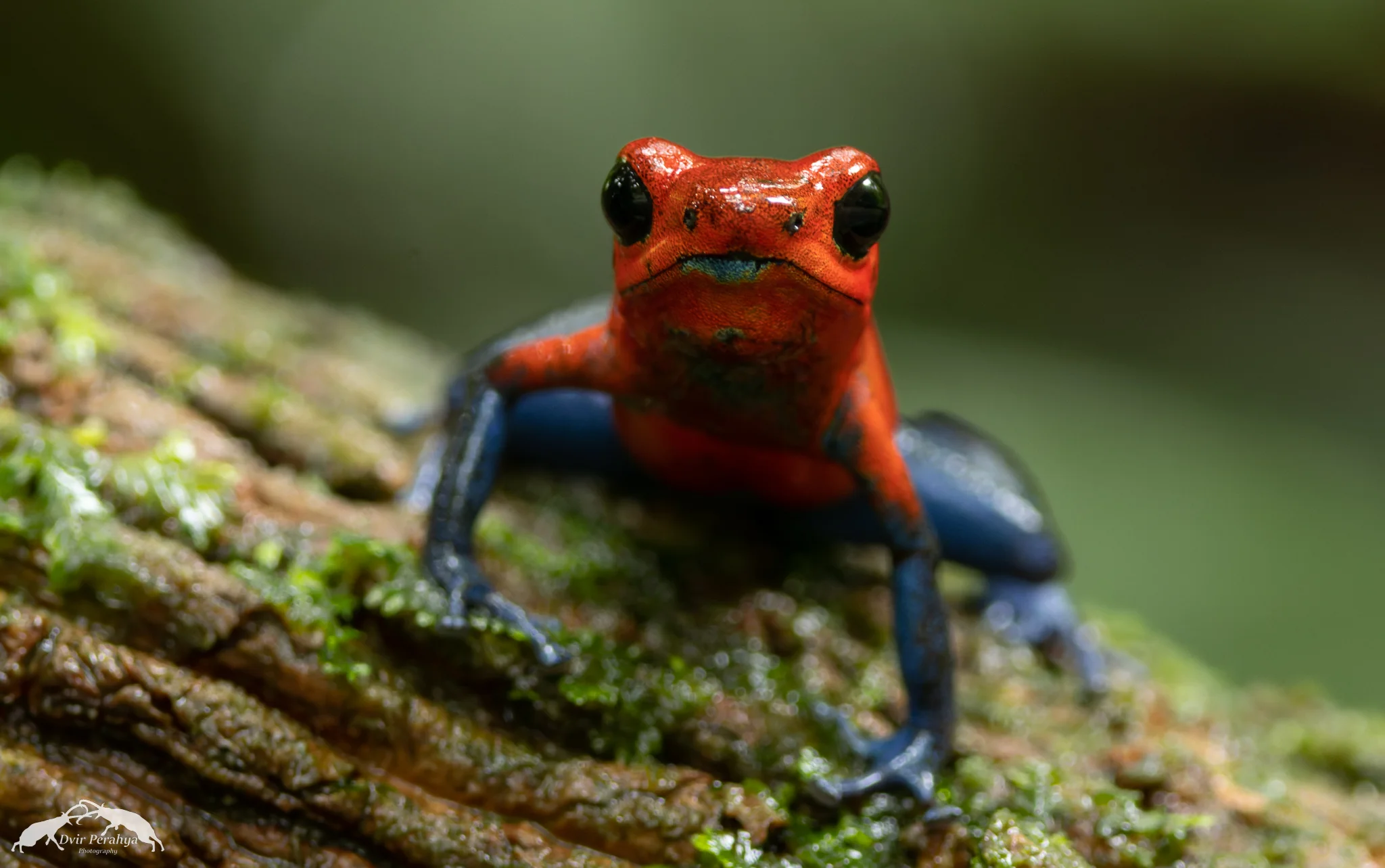 Strawberry poison dart frog, Arenal
